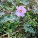 Solanum linnaeanum Květ