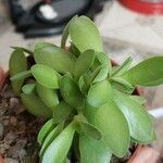 Crassula lanuginosa Blatt