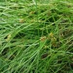 Carex echinata ഇല