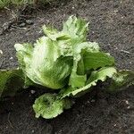 Lactuca sativa Leaf