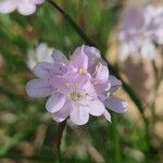 Armeria girardii Flower