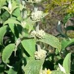 Buddleja stachyoides Diğer