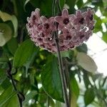 Hoya carnosa Kukka