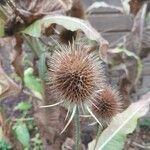 Dipsacus pilosus Flor