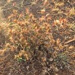 Dicoma tomentosa موطن