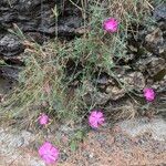 Dianthus graniticus Costuma