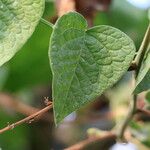 Antigonon leptopus Levél