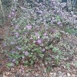 Rhododendron dauricum Habit