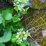 Cardamine amara Kvet