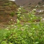 Alliaria petiolata 整株植物