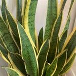 Dracaena trifasciata叶