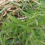 Epilobium coloratum Leaf