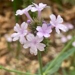 Verbena rigida Floare