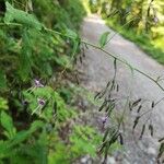 Prenanthes purpurea Leaf