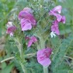 Pedicularis gyroflexa عادت