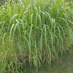 Miscanthus × longiberbis Листок