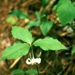 Trillium cernuum Staniste