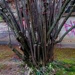 Corylus maxima Bark