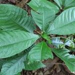 Psychotria schweinfurthii Blatt