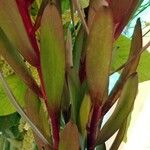 Leucadendron salignum Blad