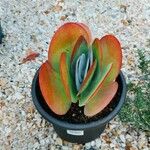 Kalanchoe tetraphylla Лист