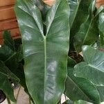 Philodendron burle-marxiiഇല