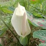 Anthurium formosum 花