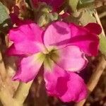 Matthiola incana Flower