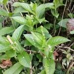 Mercurialis perennis Hoja