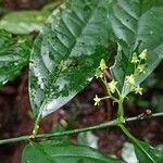 Vangueriella chlorantha Flor