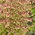 Rumex abyssinicus Fruto