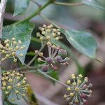 Hedera helix Vaisius