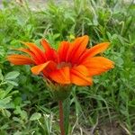 Gazania rigens Кветка