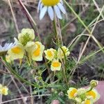 Linaria supina Flor