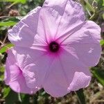 Ipomoea carneaÇiçek