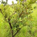 Psorospermum febrifugum Blad