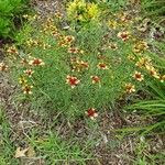 Coreopsis verticillata Агульны выгляд