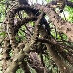 Zanthoxylum chalybeum बार्क (छाल)