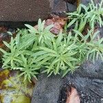 Linaria purpurea Feuille