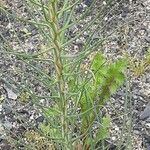 Asphodeline lutea برگ