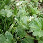 Stellaria aquatica Hábitos