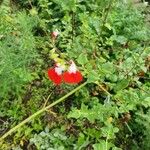 Salvia microphyllaFiore