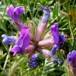 Oxytropis neglecta