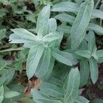 Mentha longifolia Folha