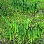 Acorus calamus ശീലം