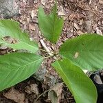 Sterculia tragacantha 葉