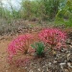 Ammocharis tinneana Λουλούδι