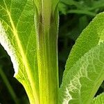 Digitalis thapsi 树皮