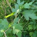 Hibiscus syriacus L.Floare