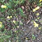 Aureolaria grandiflora Virág